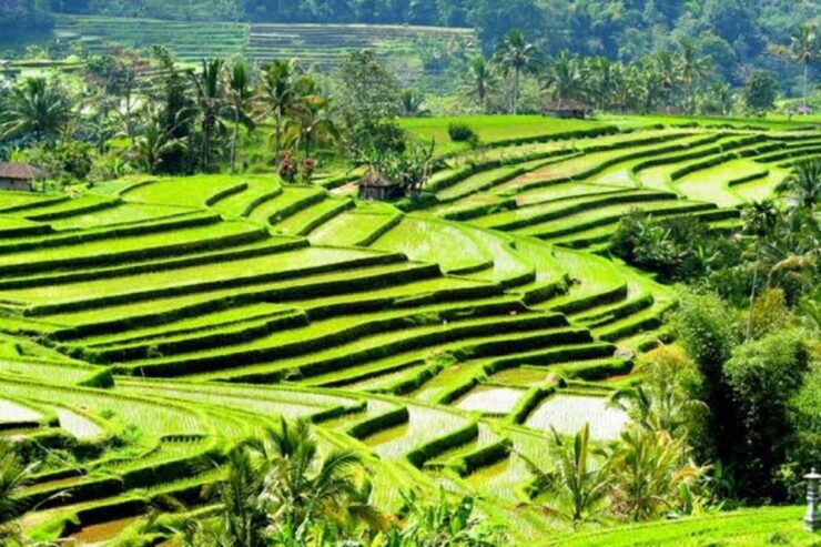 Bali:Private Exotic Waterfalls,Water Temple & Jungle Swing - Itinerary Highlights