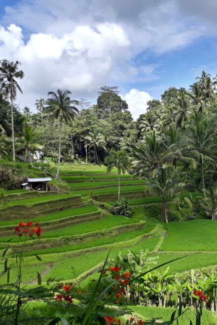 Balis Best: 3 Day Tours Package - Day 1 Highlights