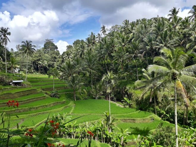 Balis Best: 3 Day Tours Package - Day 2 Adventures