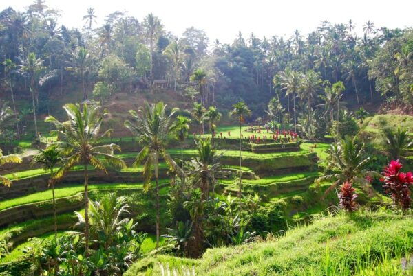 Balis Best: 3 Day Tours Package - Essential Information