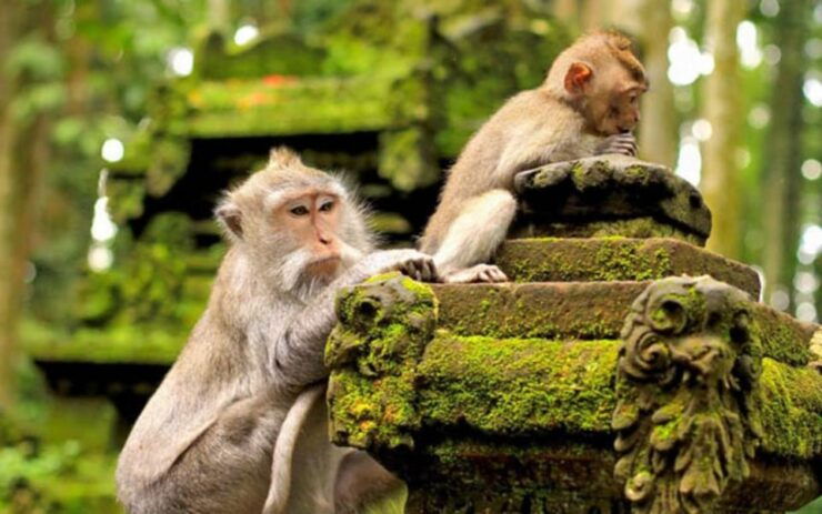 Bali:Ubud Monkey Forest,Rice Terrace,Waterfall & Temple Tour - Itinerary Details