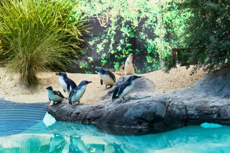 Ballarat: Wildlife Park Entry Ticket - Experience Review: Ballarat Wildlife Park Entry Ticket