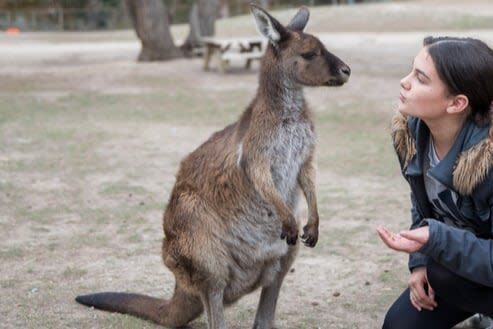 Ballarat Wildlife Park General Ticket - Share the park with its kangaroos