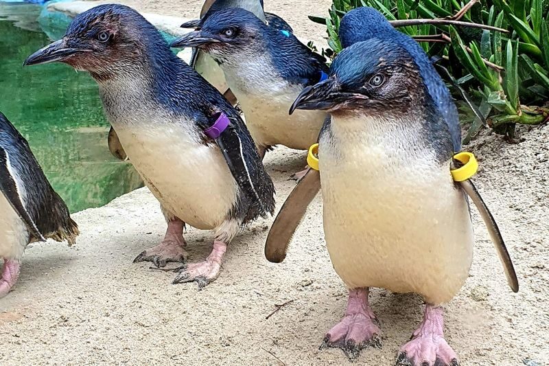 Ballarat Wildlife Park General Ticket - Paid encounters require a plan