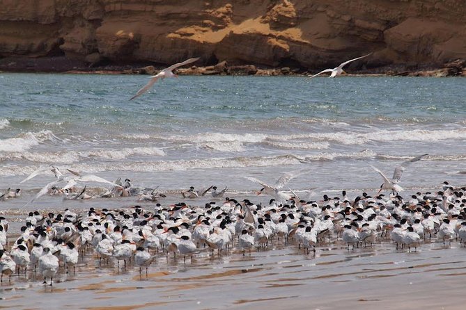 Ballestas and Paracas From Lima by Bus - Common Questions