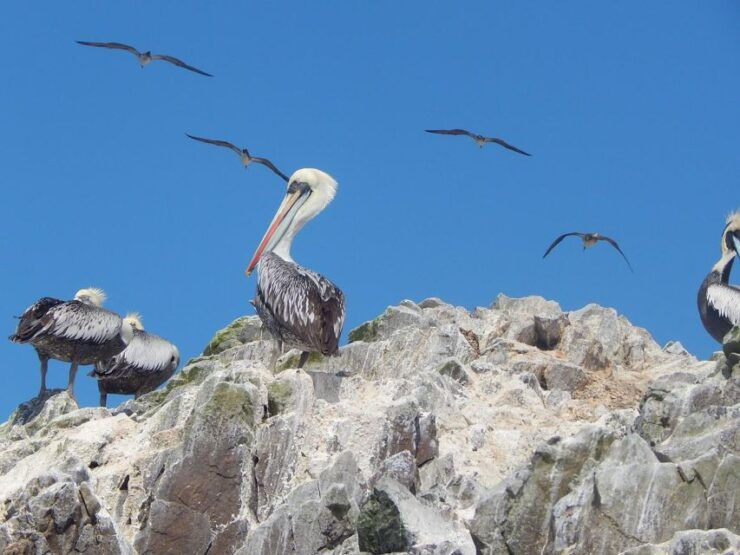 Ballestas-Huacachina Oasis and Overflight in Nasca From Lima - Booking Details