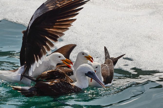Ballestas Islands and Paracas Reserve From San Martin Port - What to Expect on the Tour