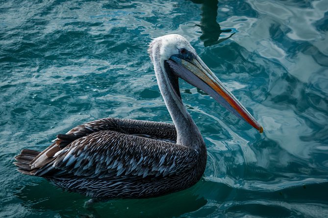 Ballestas Islands and Paracas Reserve From San Martin Port - Memorable Experiences and Highlights