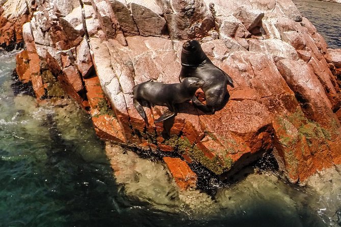 Ballestas Islands, Paracas National Reserve: Full-Day Tour - Lima - Tour Product Code