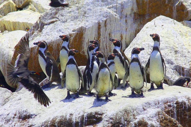 Ballestas Islands & Paracas National Reserve - Private - What to Expect at Paracas National Reserve