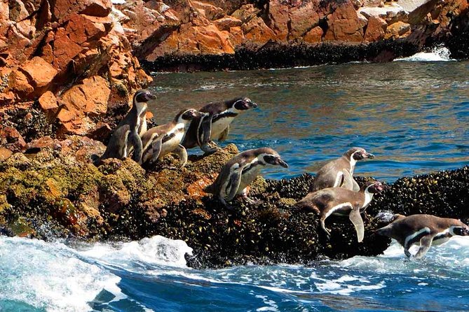 Ballestas Islands & Paracas National Reserve - Private - Cancellation Policy
