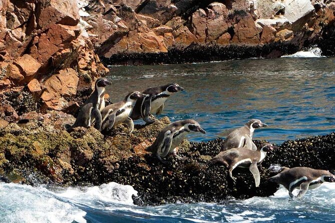 Ballestas Islands Tour Boat With Roof - Benefits of Choosing a Tour Boat With Roof