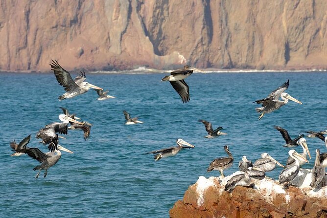 Ballestas Islands Tour Boat With Roof - Tips for Enjoying Your Boat Tour