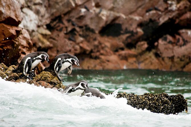 Ballestas Islands Tour Boat With Roof - Frequently Asked Questions