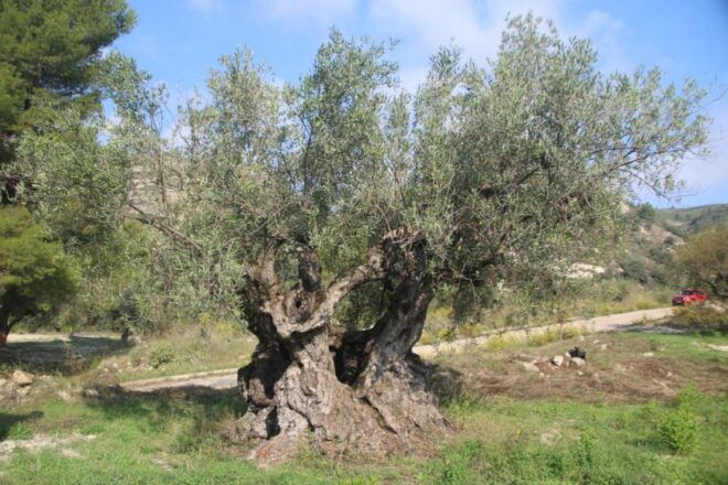 Balones: Guided Tour & Food Pairing With Local Oils & Wines - Booking Information