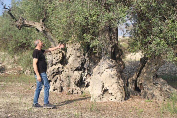 Balones: Guided Tour & Tasting - Tour Highlights