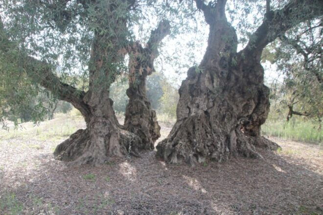 Balones: Guided Tour & Tasting - Inclusions