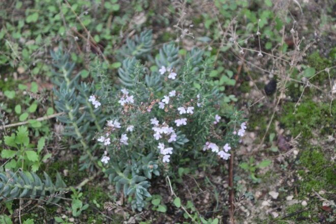 Balones: Guided Tour & Tasting - Tour Details