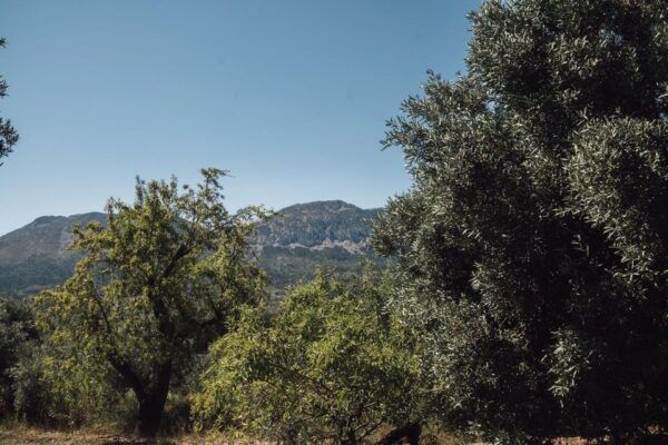 Balones: Guided Tour & Tasting - The Sum Up