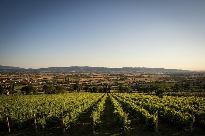 Balsamic Vinegar, Olive Oil and Organic Winery Tour in Assisi With Tasting - Tour Details