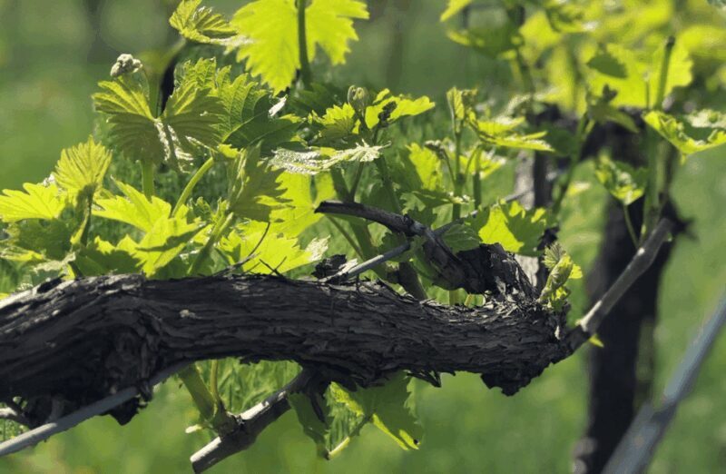 Balsamic Vinegar Tasting & Barrel Tour near Parma & Reggio - Good To Know