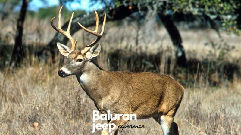 Baluran National Park Jeep Tour With Experienced Guide - The Sum Up