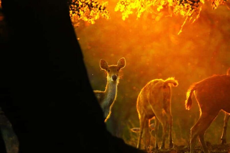 Baluran Park Wildlife Day Tour: Java's Africa-Style Safari - What Makes This Tour Stand Out?  