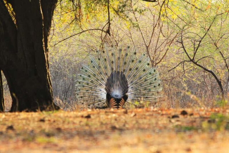 Baluran Park Wildlife Day Tour: Java's Africa-Style Safari - Final Thoughts  