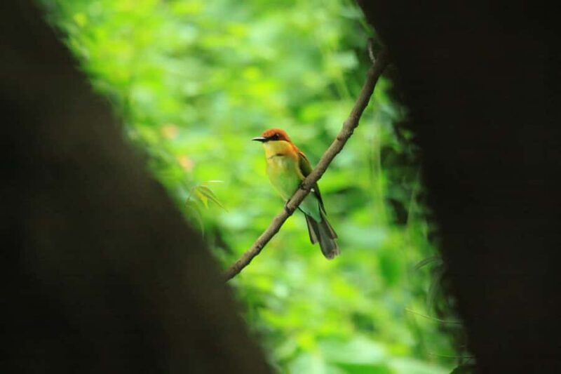 Baluran Park Wildlife Day Tour: Java's Africa-Style Safari - FAQ  