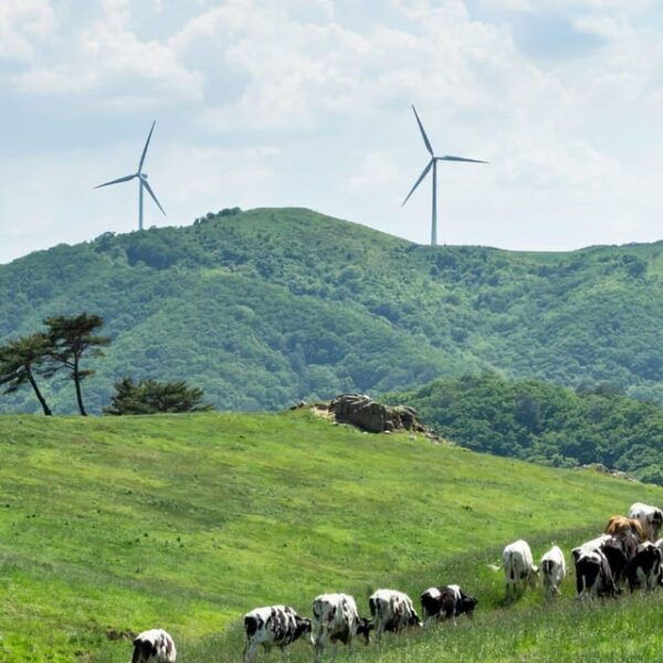 Balwangsan Cable Car & Samyang Ranch One Day Tour - Questions You May Have