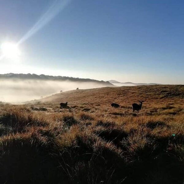 Bambarakanda to Horton Plains Jeep Safari - Frequently Asked Questions