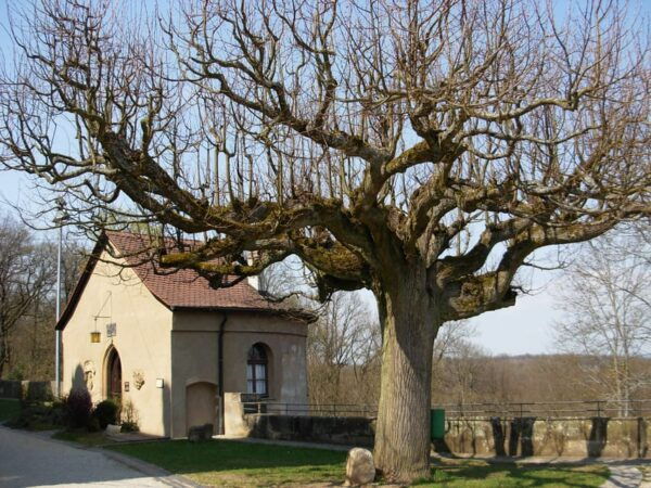 Bamberg: Altenburg Castle Tour - The Sum Up