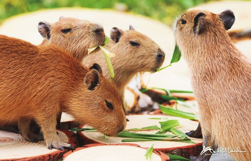 Bambi Land Ticket in Yilan - Getting close to deer and capybaras