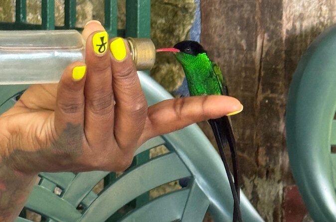 Bamboo rafting and bird sanctuary tour from Montegobay - Authentic Insights from Reviewers