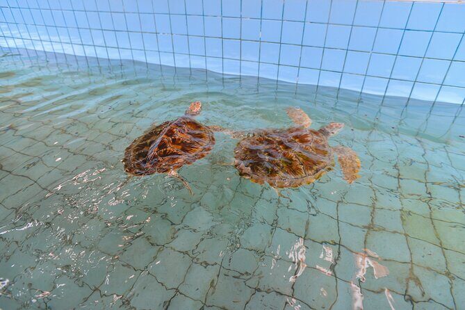 Bamboo Rafting and Monkey Cave with ATV Jungle from Phuket - Thai Lunch and Fruits