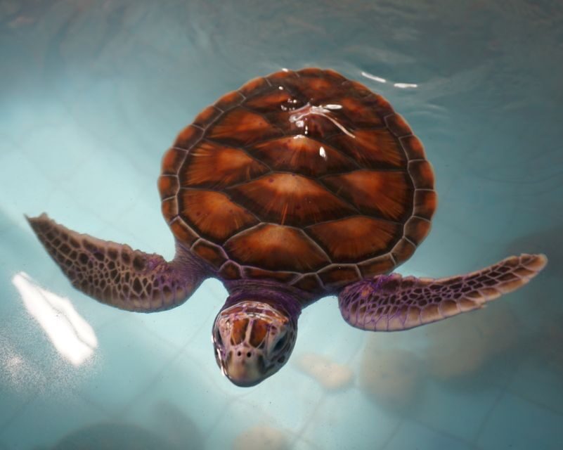 Bamboo Rafting, Waterfall, lunch, Elephant, and Turtle Tour - Bamboo Rafting at Kiang Koo Creek: Calm, Scenic, and Refreshing