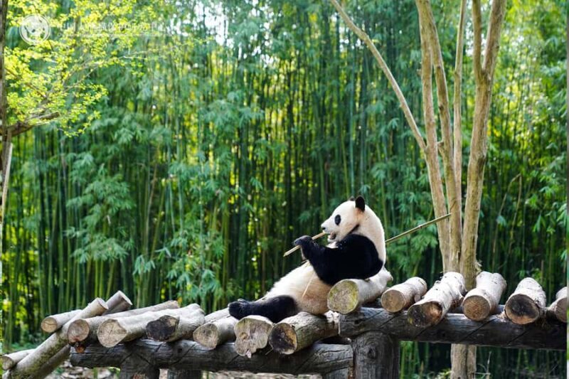 Bamboo Sea Direct Access Tour: High-Speed Rail from Shanghai - Good To Know