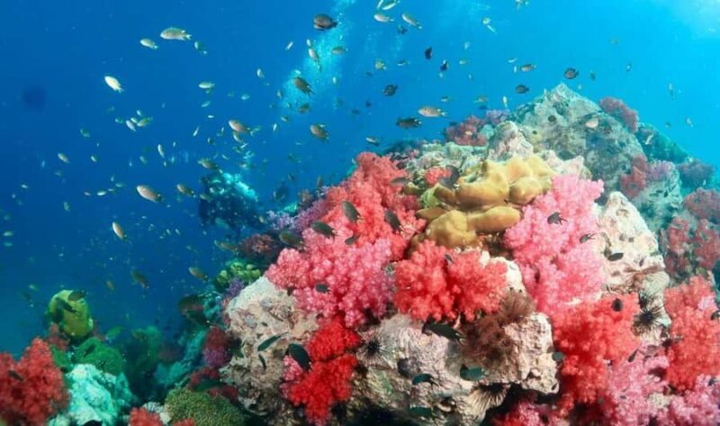 Bamboo/Yawasam/4Island Snorkeling Trip By Luxury Speed Boat - Good To Know