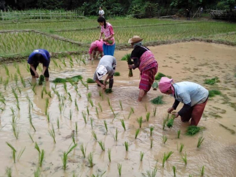 Ban Huay Kaew 2-Day Trek: Hike, Homestay, and Hill Culture - Discover the Remote Beauty of Mae Hong Son