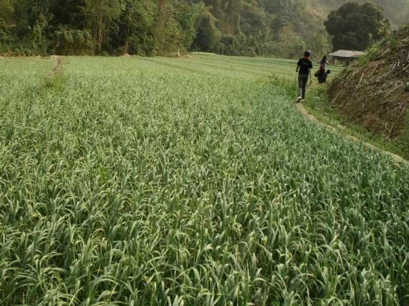 Ban Huay Kaew 2-Day Trek: Hike, Homestay, and Hill Culture - Practical Details: What to Expect