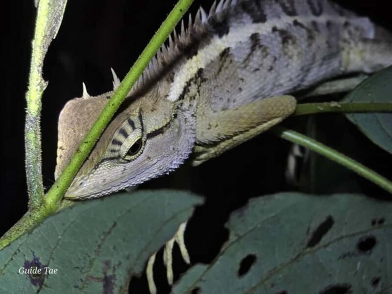 Ban Khao Sok: Rafting, Cooking, & Night Jungle Trek Tour - Exploring the Ban Khao Sok: Rafting, Cooking, & Night Jungle Trek Tour