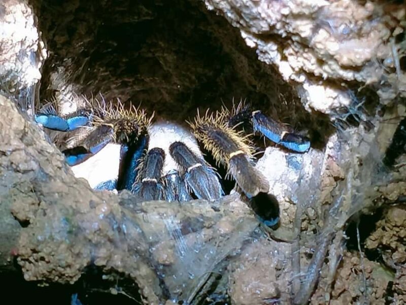 Ban Khao Sok: Rafting, Cooking, & Night Jungle Trek Tour - Who is This Tour Best Suited For?