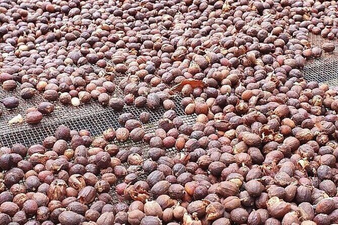 Banana Museum, Rum Distillery & Winery with Tasting: Premium tour - Who Would Benefit Most from This Tour?