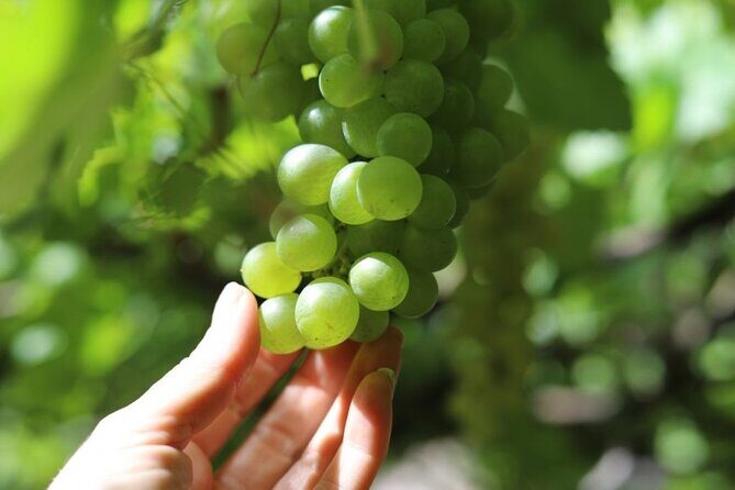 Banana Museum, Rum Distillery & Winery with Tasting: Premium tour - FAQs