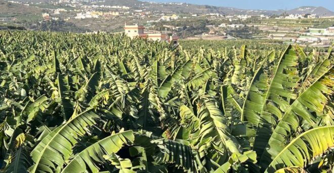 Banana, Wines & Rum Taste - Premium Tour in Gran Canaria - Pickup Details and Availability