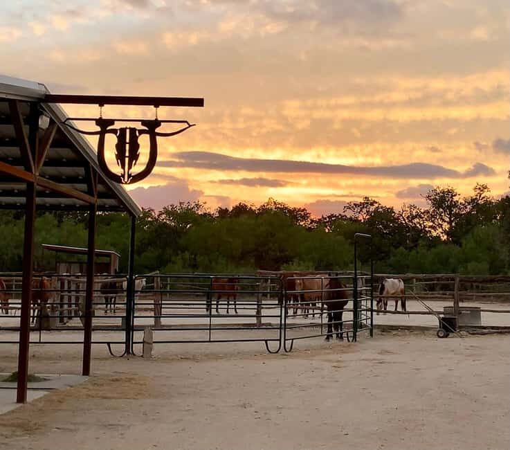 Bandera: Ranch Visit with Longhorns and Horses - An In-Depth Look at the Ranch Visit Experience