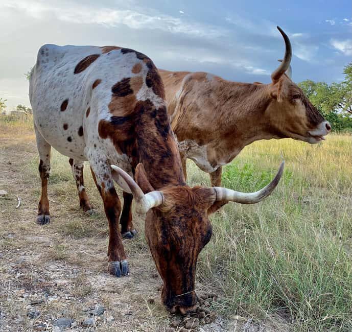Bandera: Ranch Visit with Longhorns and Horses - Who Should Consider This Tour?