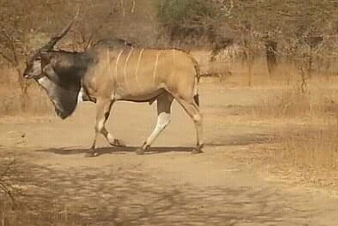 Bandia Animals Reserve Combined With the Pink Lake - Tour Highlights