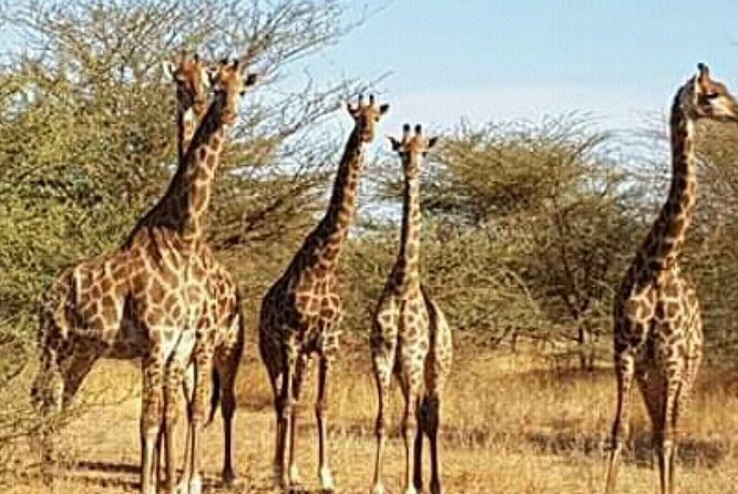 Bandia Animals Reserve Combined With the Pink Lake - Logistics and Pickup Information
