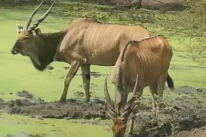 Bandia Animals Reserve Combined With the Pink Lake - Additional Information and Accessibility